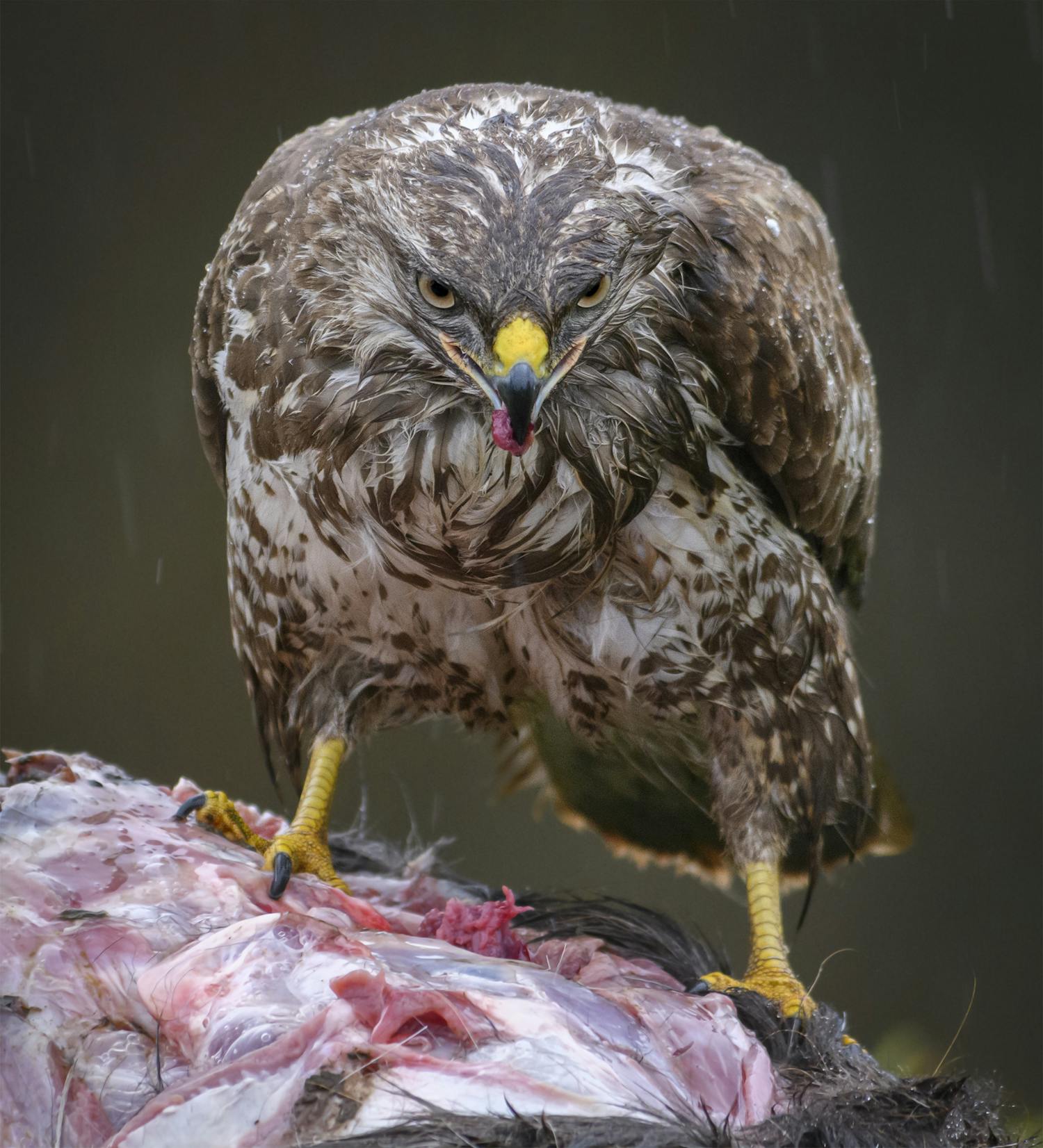 Rene Wendtin kuva piilokojusta.